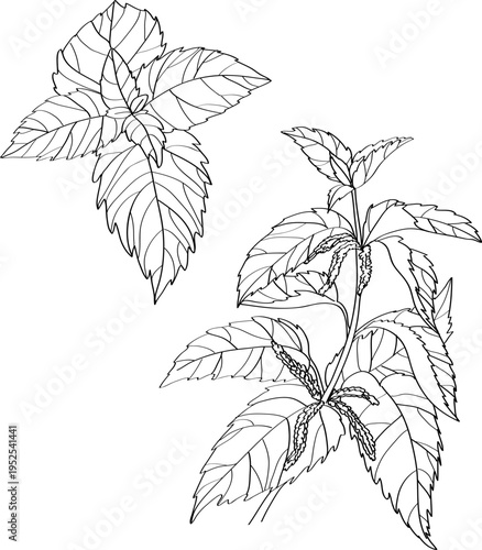 High quality linear realistic vector illustration of a Nettle Plant branch. Ideal for menus, restaurant and other establishment designs, cosmetic and product label design. Health Herbs