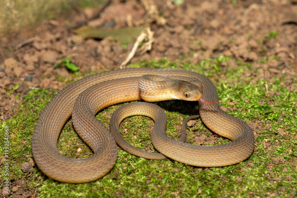 Fototapeta premium A beautiful adult southern brown egg eater (Dasypeltis inornata) in the wild. A harmless snake from KwaZulu-Natal, South Africa
