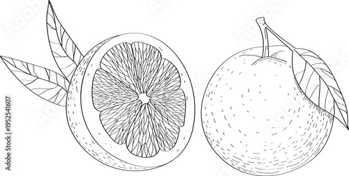 High quality linear realistic vector illustration of an Orange, Grapefruit. Ideal for menus, restaurant and other establishment designs, cosmetic and product label design. Fruit tree