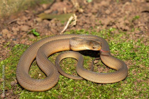 Bilde på lerret A beautiful adult southern brown egg eater (Dasypeltis inornata) in the wild