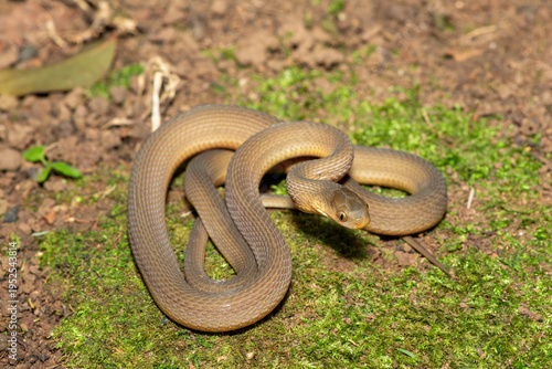 A beautiful adult southern brown egg eater (Dasypeltis inornata) in the wild. A harmless snake from KwaZulu-Natal, South Africa