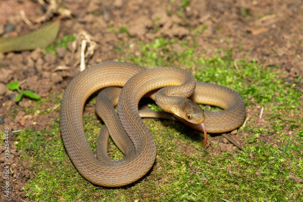 Obraz premium A beautiful adult southern brown egg eater (Dasypeltis inornata) in the wild. A harmless snake from KwaZulu-Natal, South Africa