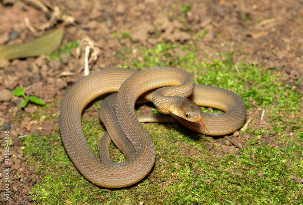 Fototapeta premium A beautiful adult southern brown egg eater (Dasypeltis inornata) in the wild. A harmless snake from KwaZulu-Natal, South Africa