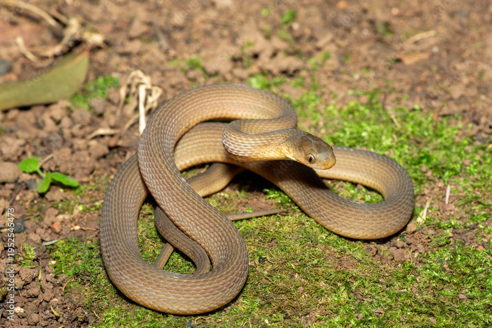 Obraz premium A beautiful adult southern brown egg eater (Dasypeltis inornata) in the wild. A harmless snake from KwaZulu-Natal, South Africa