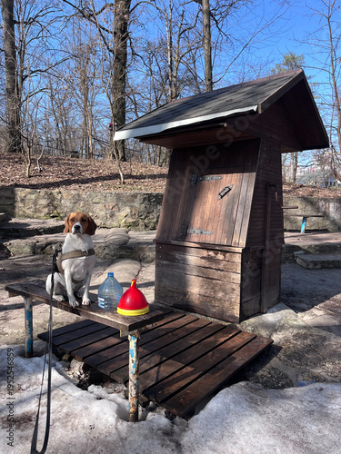 Beagle dog on a wooden bench next to a traditional rustic wooden water well in a spring park.