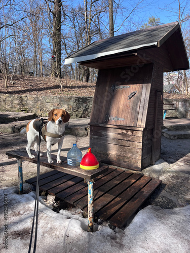 Beagle dog on a wooden bench next to a traditional rustic wooden water well in a spring park.