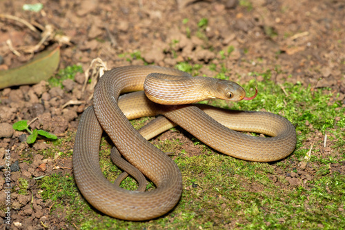A beautiful adult southern brown egg eater (Dasypeltis inornata) in the wild. A harmless snake from KwaZulu-Natal, South Africa