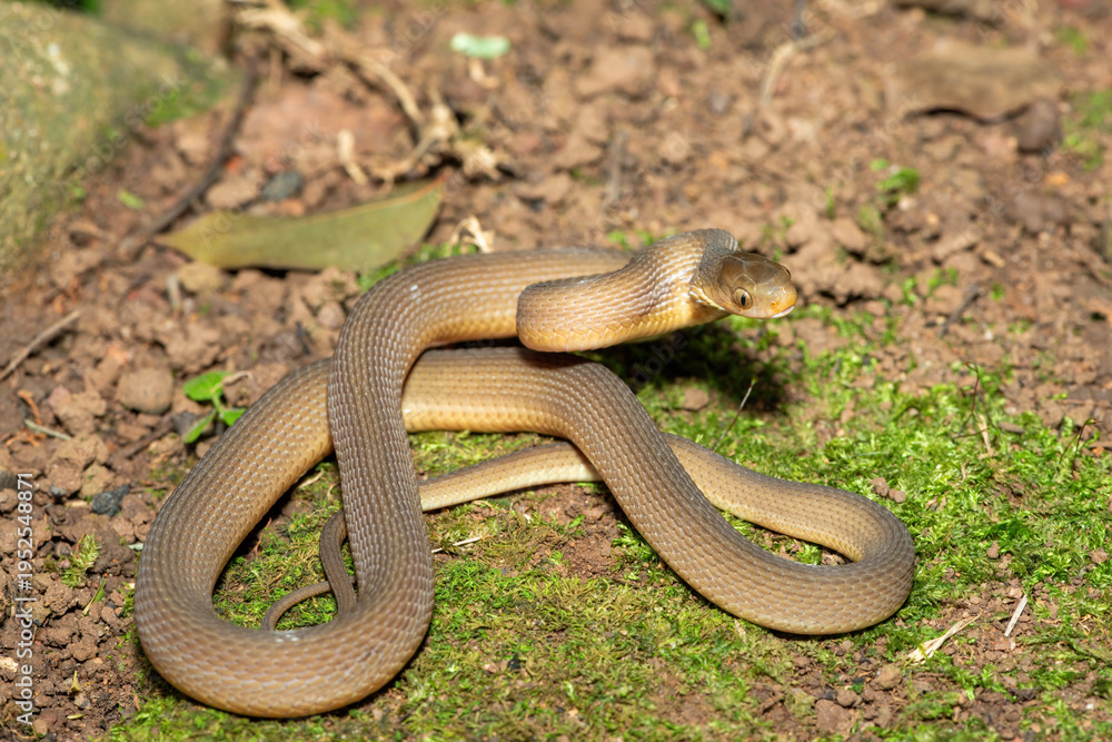 Obraz premium A beautiful adult southern brown egg eater (Dasypeltis inornata) in the wild. A harmless snake from KwaZulu-Natal, South Africa