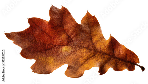 Fotografie Isolated vibrant textured autumn oak leaf showing beautiful warm brown orange re