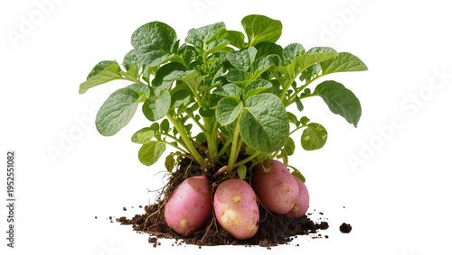 Tableau sur toile Isolated fresh red potato plant with green leaves and tubers showing roots and s