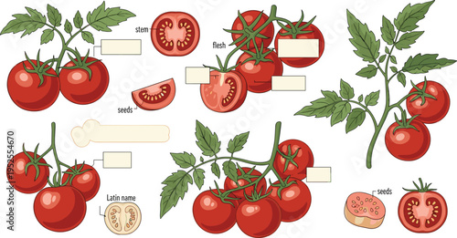 Tomato botanical illustration set with whole sliced fruit seeds leaves stem labeled plant elements fresh food vector collection