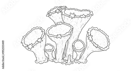 A line drawing of several mushrooms.