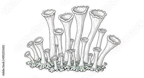 a cluster of tall mushrooms growing.