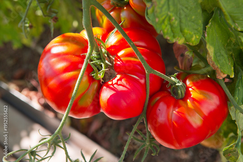 Red large heart tomatoes on a branch.