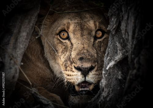 Canvas-taulu A lioness peers out from a dark den, her intense gaze fixed on something unseen