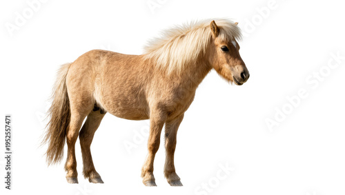 Obraz na plátně Isolated gorgeous tan horse with a long fluffy mane and tail standing proudly