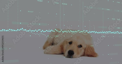 Puppy shifting from propped into resting, relaxing, turquoise tech overlay animating over puppy