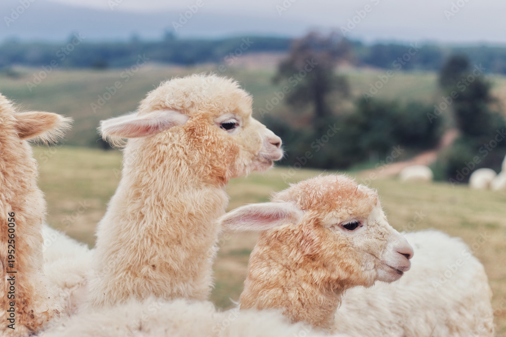 Fototapeta premium A side profile shot of adorable fluffy alpacas with thick white wool, relaxing in a vast rural pasture under a soft cloudy sky.
