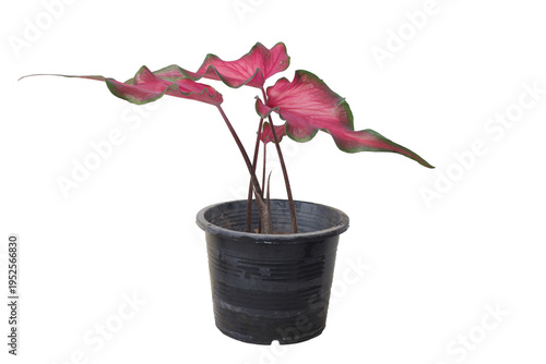 Caladium bicolor with vibrant red and green leaves in a black plastic pot isolated on white background.
