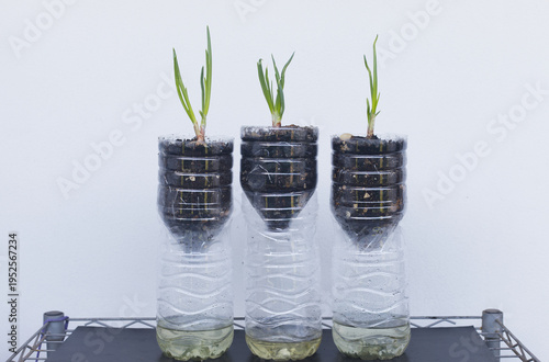 A young green shallot or spring onion plant growing from a bulb in soil inside a repurposed plastic water bottle, demonstrating sustainable home gardening and urban farming on a white background.