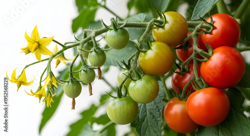 Wallpaper Mural Vibrant tomato plant showcasing the full cycle of growth from bright yellow blossoms to developing green and luscious ripe red fruits, thriving organically in a sunlit garden Torontodigital.ca