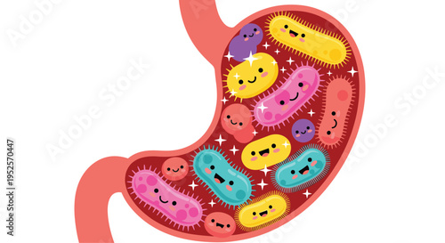 Human stomach anatomy filled with cute colorful probiotic bacteria characters with happy faces for digestive health and microbiome studies.