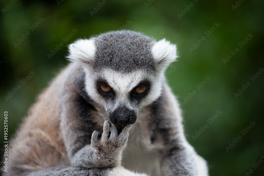 Obraz premium Portrait of a lemur against green vegetation