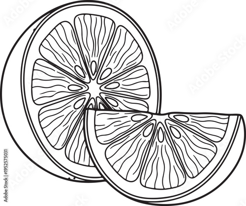 Citrus Fruit Slices Line Art Illustration Orange Slice and Wedge Isolated on White Background Stock Graphic