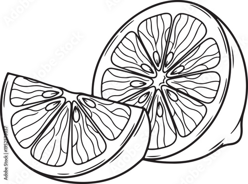 Citrus Fruit Slices Line Art Illustration Isolated on White Fresh Ingredient