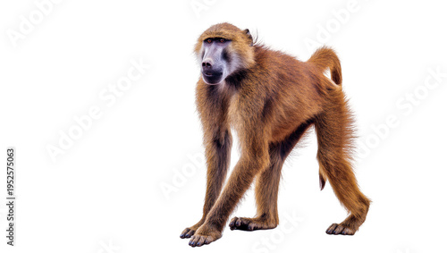 Photography Isolated baboon, a wild African primate mammal, standing with brown fur, full body side view