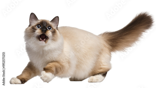 Konstfotografi Isolated fluffy seal point cat with wide blue eyes and open mouth in an active pose