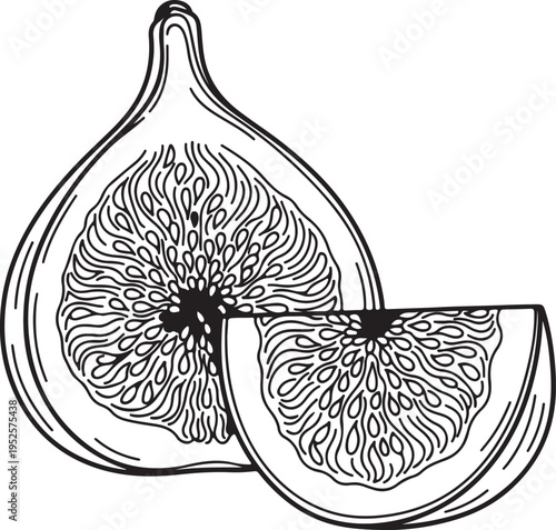 Fig Fruit Cut Slice Detailed Outline Food Illustration