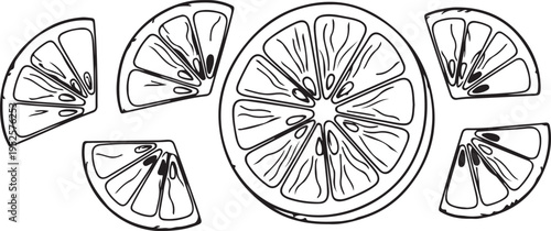 Orange Slices Line Art Drawing Scattered Isolated White Background Citrus Fruit Segments