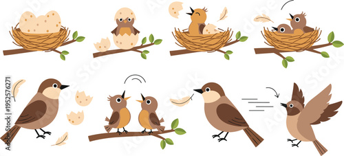 Bird Life Cycle Set with Nesting, Hatching, and Flying Stages Vector Illustration Collection