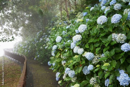A winding walkway lined with numerous hydrangea bushes with light blue flowers. A picturesque landscape.