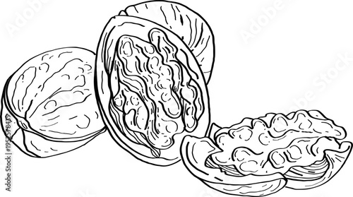 High quality linear realistic vector illustration of a Walnuts. Ideal for menus, restaurant and other establishment designs, cosmetic and product label design.