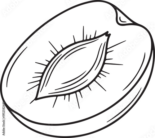Half Peach Drawing with Pit Detail Fresh Fruit Slice Outline Style Isolated on White