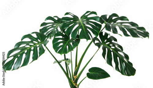 Studio shot of large Monstera plant with split leaves on white backdrop for design use