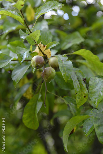 Fotografie Pommier après une averse