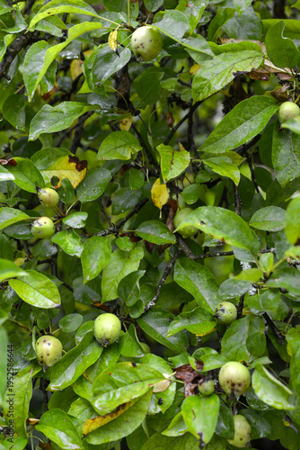 Foto Pommier après une averse