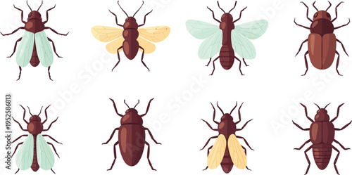 Beetle insect set isolated vector