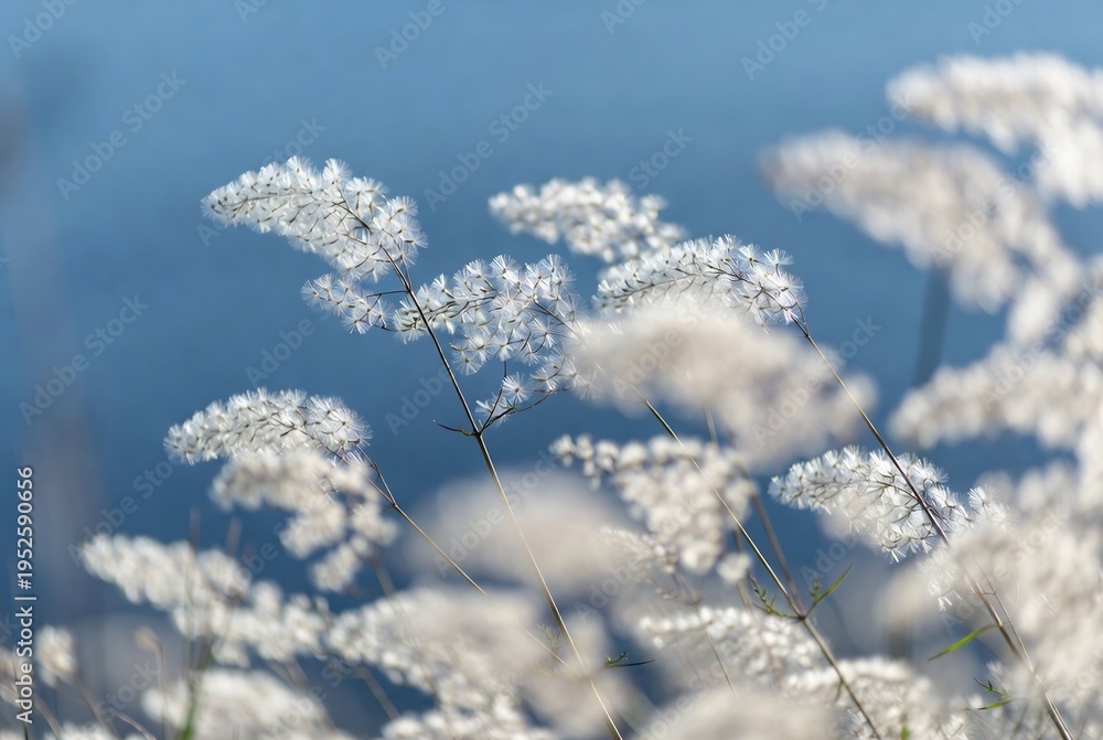 Obraz premium White Queen Anne's lace flowers floating in a blue sky.