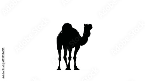 Striking black silhouette of a dromedary camel standing isolated on a pure white background, representing desert wildlife and journey.