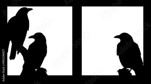 Three mysterious dark bird silhouettes, possibly ravens or crows, against a stark white background in a minimalist composition.