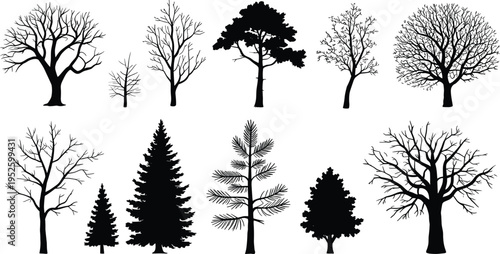 Tree silhouettes, deciduous branches, coniferous foliage, bare trees, evergreen design, botanical illustration, forest diversity, organic structure, landscape element, nature art