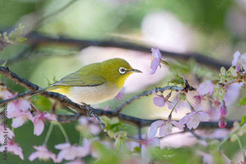 Obraz premium ピンクの梅の花と蜜を求めるメジロ