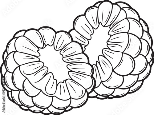 Two raspberries side by side close-up detail black and white line art illustration isolated on white background