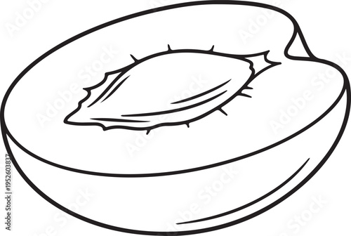 Apricot Half Line Art with Pit Isolated on White Background