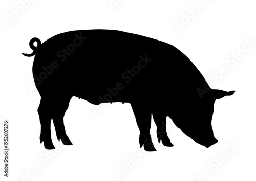 Pig silhouette eating isolated - ilustracja wektorowa