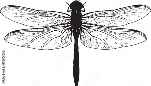 Vector dragonfly icon, black and white insect illustration isolated on Transparent Background